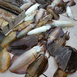 ブルースフィッシングサービス 釣果