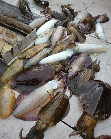 ブルースフィッシングサービス 釣果