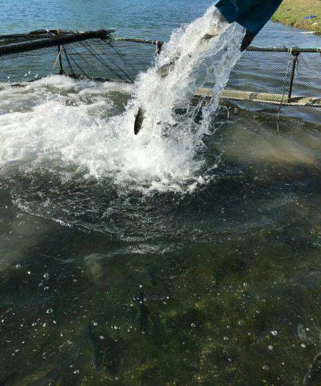 加賀フィッシングエリア 釣果