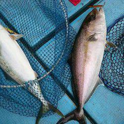 シースナイパー海龍 釣果