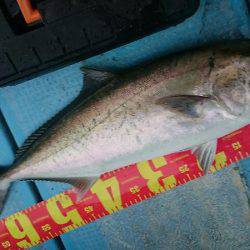 シースナイパー海龍 釣果