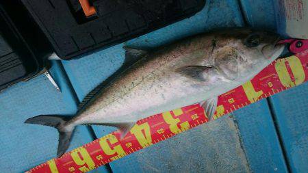 シースナイパー海龍 釣果