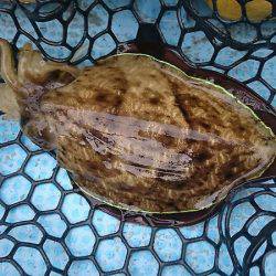 シースナイパー海龍 釣果