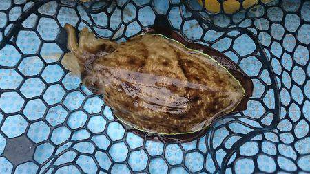 シースナイパー海龍 釣果