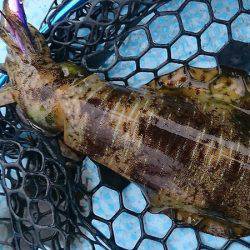 シースナイパー海龍 釣果