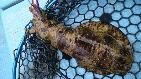 シースナイパー海龍 釣果