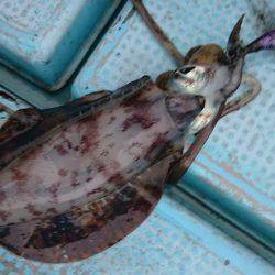 シースナイパー海龍 釣果