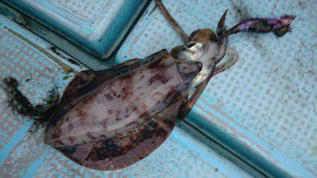 シースナイパー海龍 釣果