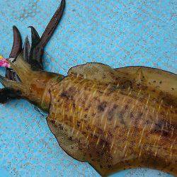 シースナイパー海龍 釣果