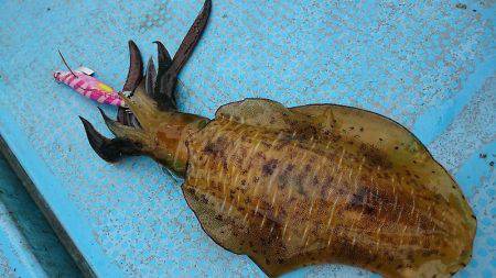 シースナイパー海龍 釣果