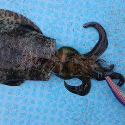 シースナイパー海龍 釣果