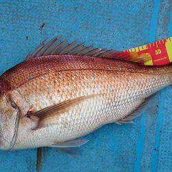 シースナイパー海龍 釣果