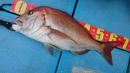 シースナイパー海龍 釣果