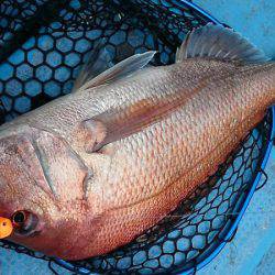 シースナイパー海龍 釣果