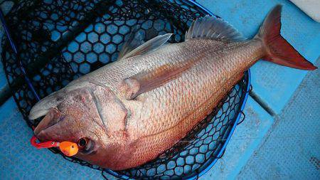 シースナイパー海龍 釣果