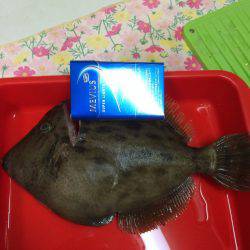 宮崎　福丸 釣果