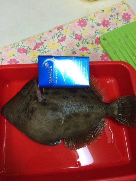 宮崎　福丸 釣果