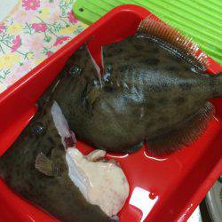 宮崎　福丸 釣果