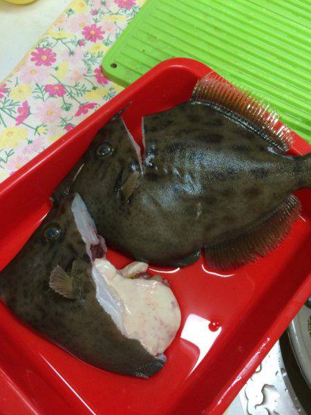 宮崎　福丸 釣果