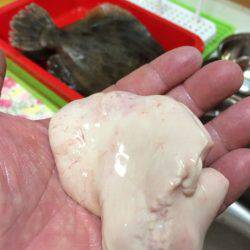 宮崎　福丸 釣果