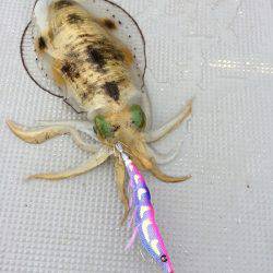 宮崎　福丸 釣果