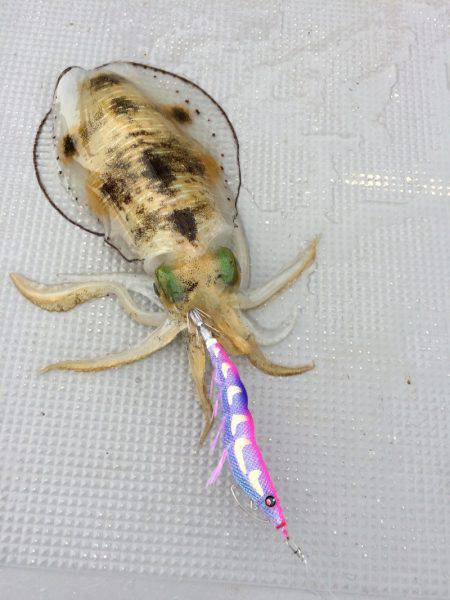 宮崎　福丸 釣果