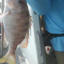 海季丸(みきまる) 釣果