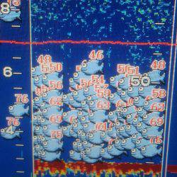 海季丸(みきまる) 釣果