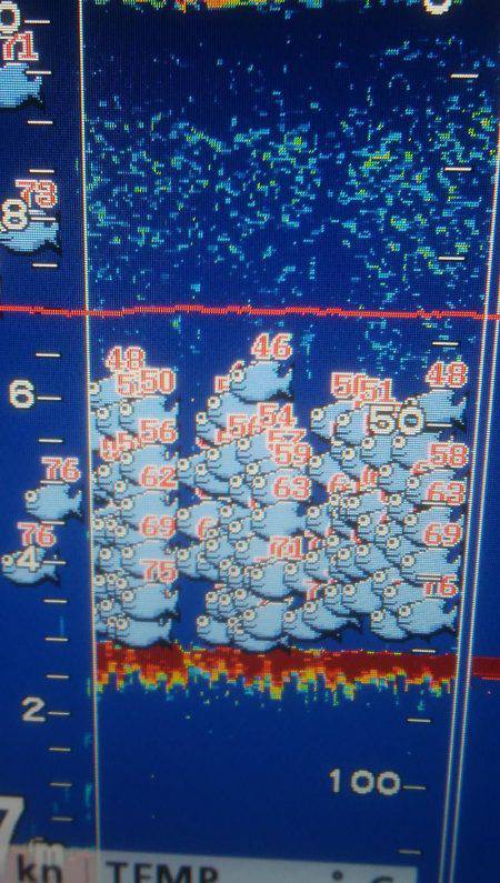 海季丸(みきまる) 釣果