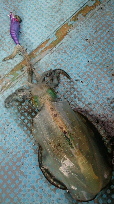 シースナイパー海龍 釣果