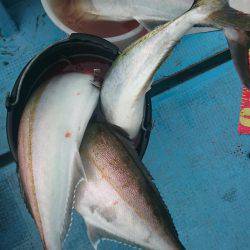 シースナイパー海龍 釣果