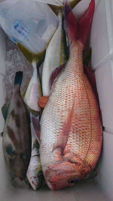 幸栄丸 釣果