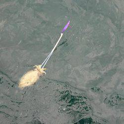 シースナイパー海龍 釣果