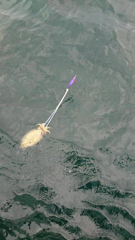 シースナイパー海龍 釣果