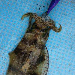 シースナイパー海龍 釣果