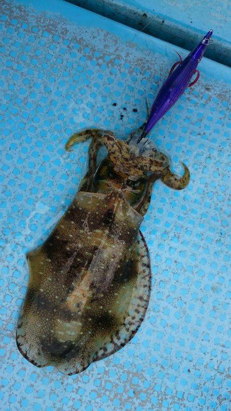 シースナイパー海龍 釣果