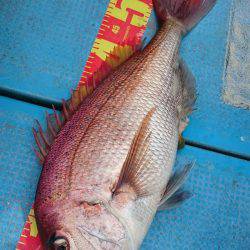 シースナイパー海龍 釣果