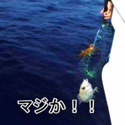 ＫＹＯＥＩⅢ 釣果