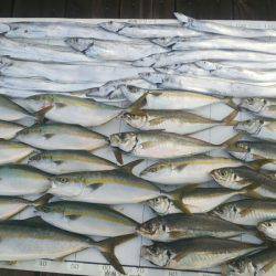 Monster Rush! 釣果