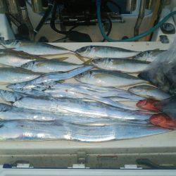 Monster Rush! 釣果