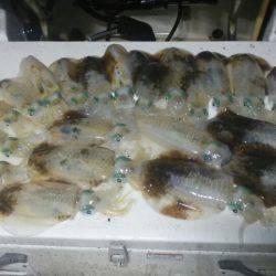 Monster Rush! 釣果