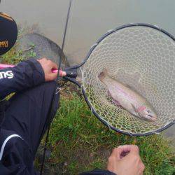 つりぼりあかし 釣果