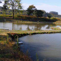 つりぼりあかし 釣果