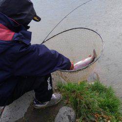 つりぼりあかし 釣果