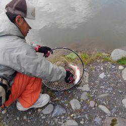 つりぼりあかし 釣果