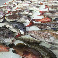 タイラバ遊漁船 ワンピース 釣果