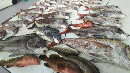 タイラバ遊漁船 ワンピース 釣果