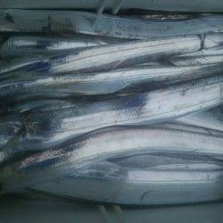 サンマリン 釣果