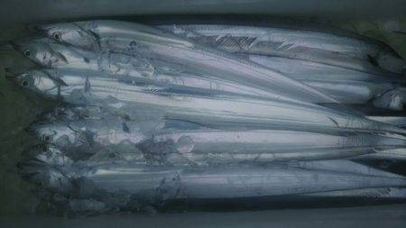 サンマリン 釣果