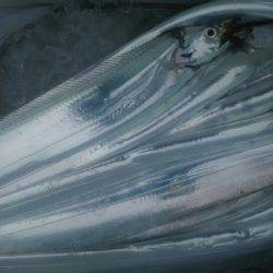 サンマリン 釣果